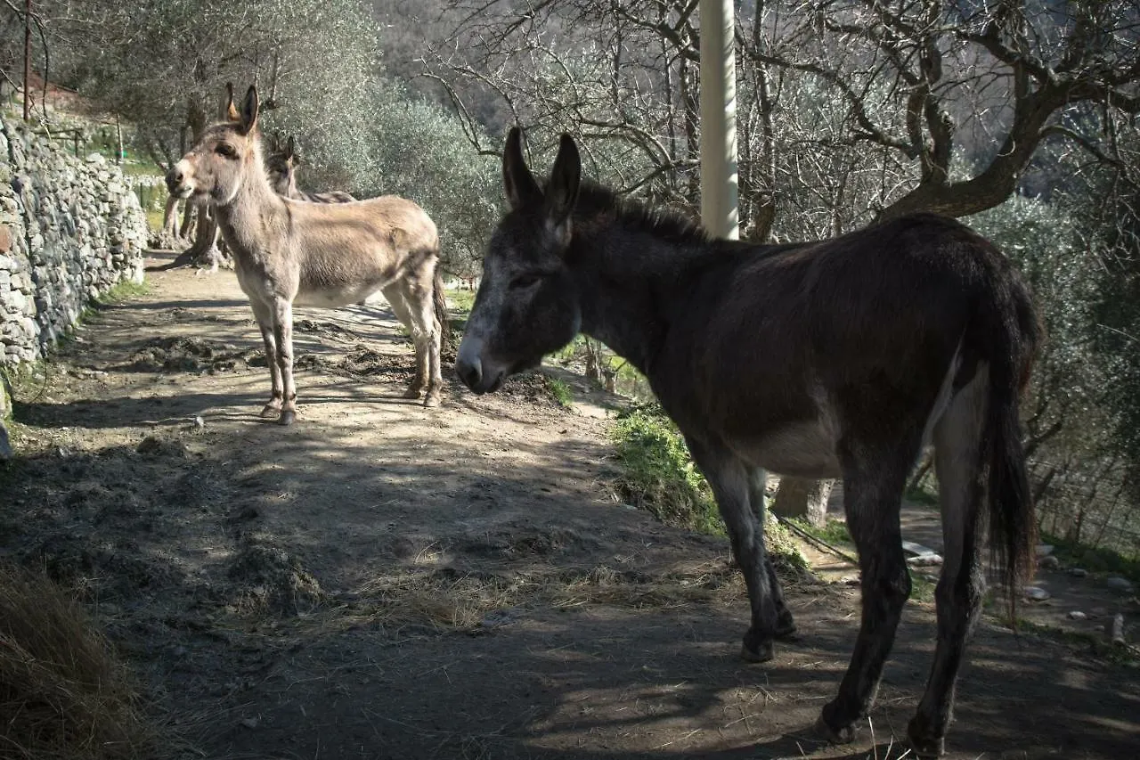 Agriturismo A Ca Vegia Calice Ligure